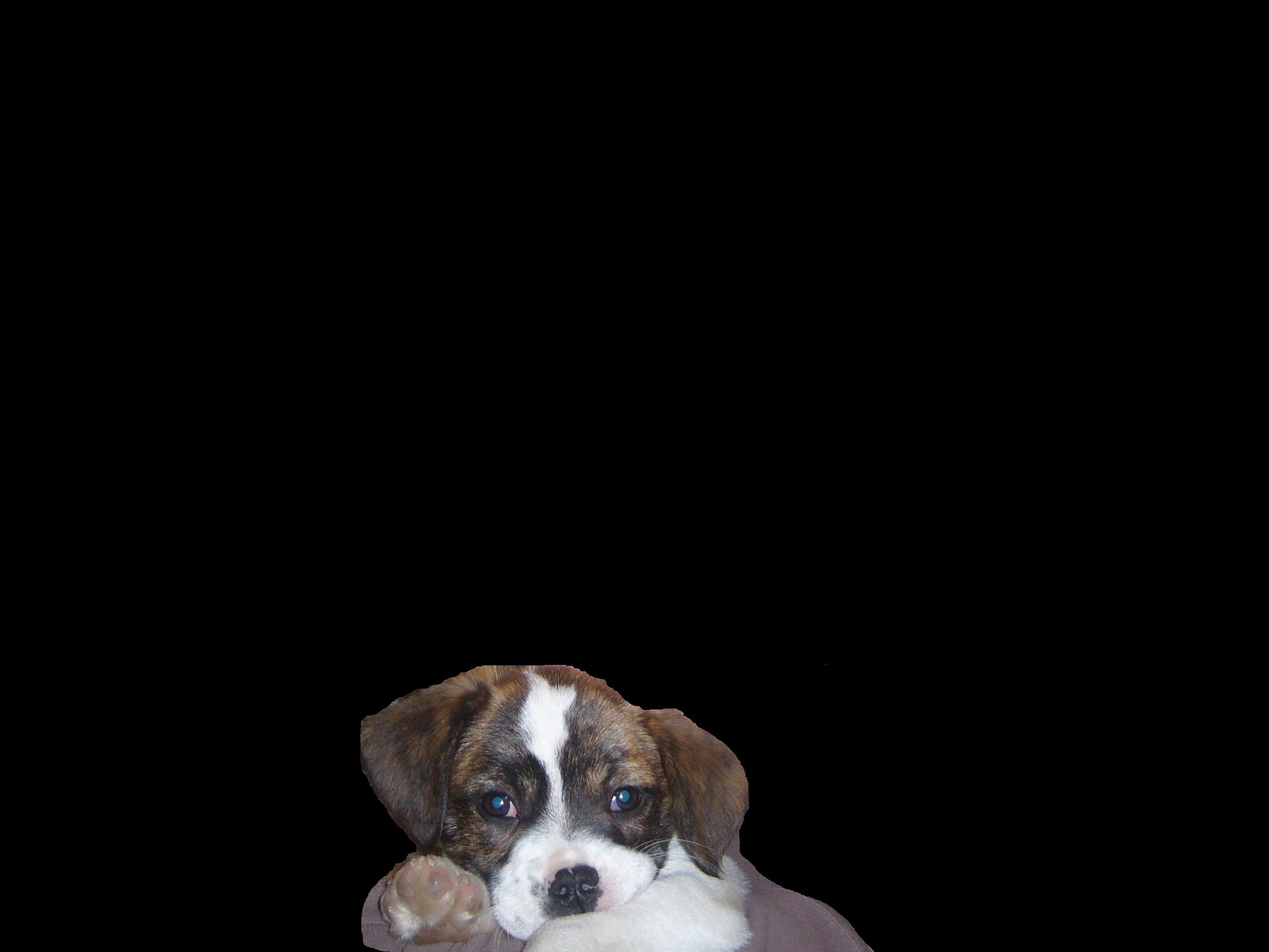 Lotta (Beagle, Französische Bulldogge) Beagle Französische Bulldogge 